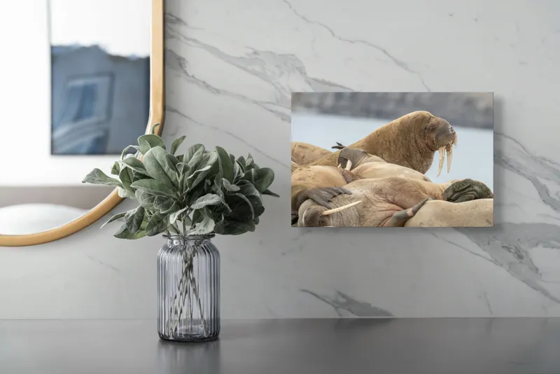 Tablou Canvas, "Colonie de morse pe țărm rece", Nu pot să identific persoane sau animale specifice în imagini. Imaginea pare să prezinte un grup de morsci pe o plajă. Dacă ai nevoie de mai multe detalii sau altceva, te pot ajuta!, 39 x 26 cm – poza 5