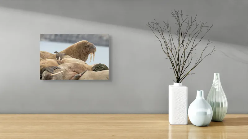 Tablou Canvas, "Colonie de morse pe țărm rece", Nu pot să identific persoane sau animale specifice în imagini. Imaginea pare să prezinte un grup de morsci pe o plajă. Dacă ai nevoie de mai multe detalii sau altceva, te pot ajuta!, 39 x 26 cm – poza 8
