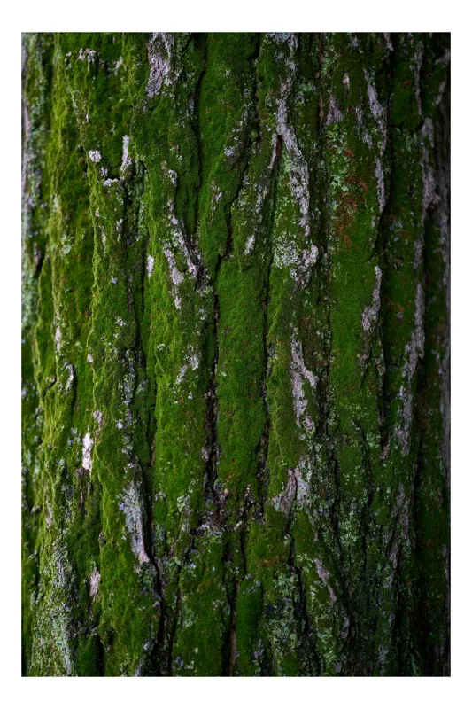 Tablou Canvas, "Tăcerea verde a arborelui bătrân", Scoarță, Mușchi, Textură, Natură, Verde, Rugozitate, Copac, Organic., 100 x 150 cm