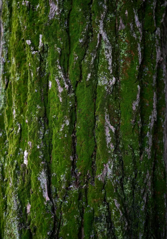Tablou Canvas, "Tăcerea verde a arborelui bătrân", Scoarță, Mușchi, Textură, Natură, Verde, Rugozitate, Copac, Organic., 70 x 100 cm – poza 2