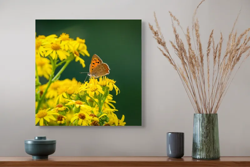 Tablou Canvas, "Fluturele și splendoarea florilor galbene", Fluturi, Flori, Galben, Verde, Fragilitate, Frumusețe, Contraste, Delicatețe, Naturalețe, Echilibru, 50 x 50 cm – poza 4