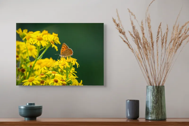 Tablou Canvas, "Fluturele și splendoarea florilor galbene", Fluturi, Flori, Galben, Verde, Fragilitate, Frumusețe, Contraste, Delicatețe, Naturalețe, Echilibru, 54 x 39 cm – poza 4