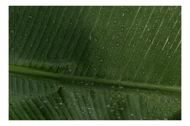 Tablou Canvas, "Picături de ploaie pe frunză verde", Frunze, Verde, Picături, Natură, Textură, Umiditate, Prim-plan, Plante, Proaspăt, Răcoare, 39 x 26 cm