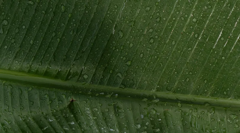 Tablou Canvas, "Picături de ploaie pe frunză verde", Frunze, Verde, Picături, Natură, Textură, Umiditate, Prim-plan, Plante, Proaspăt, Răcoare, 90 x 50 cm – poza 2