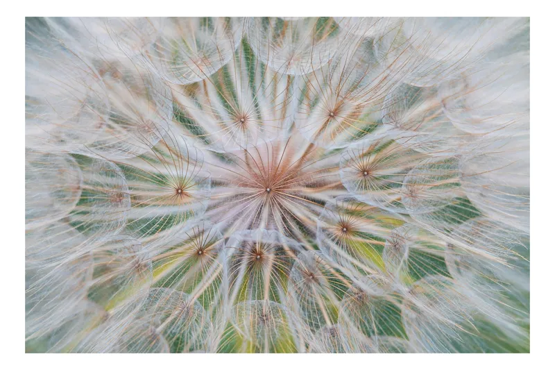 Tablou Canvas, "Cercul delicat al naturii efemere", Floare, Gingașă, Eterică, Fragilă, Delicată, Aerisită, Efemeră, Natură, Minunată, Plutitoare, 50 x 50 cm