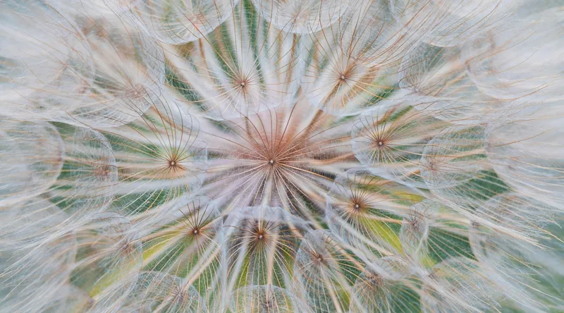 Tablou Canvas, "Cercul delicat al naturii efemere", Floare, Gingașă, Eterică, Fragilă, Delicată, Aerisită, Efemeră, Natură, Minunată, Plutitoare, 90 x 50 cm – poza 2
