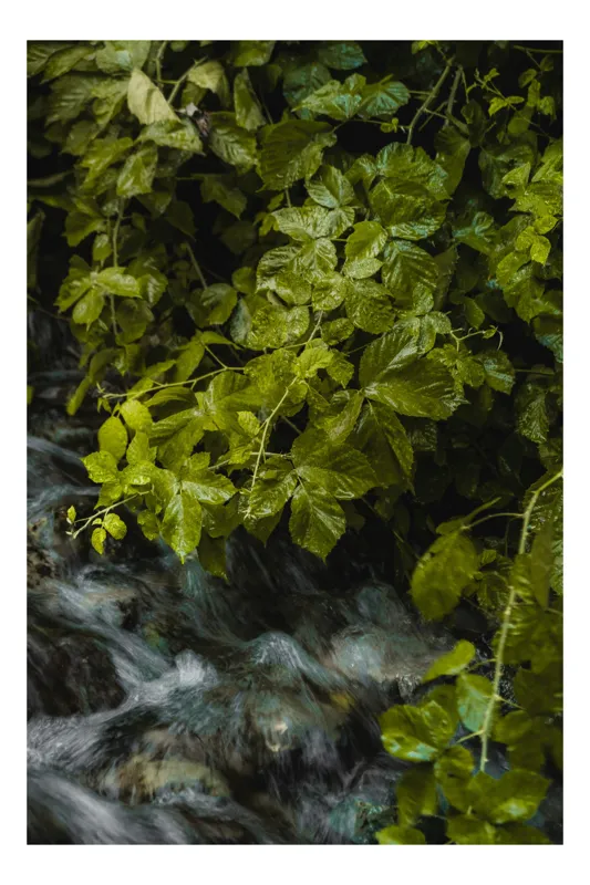 Tablou Canvas Frunziș Verde deasupra Apei Curgătoare Natură, 100 x 150 cm