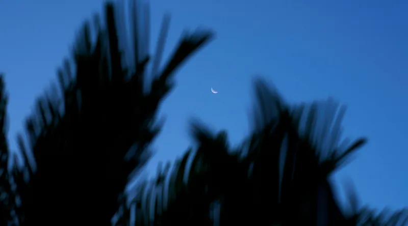 Tablou Canvas, "Luna și frunzele umbre ale serii", Lună, Serenitate, Siluete, Frunziș, Nocturnă, Blândețe, Cer, Crepuscul, 90 x 50 cm – poza 2