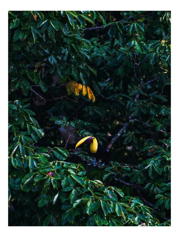 Tablou Canvas, "Pădurea ascunsă a tucanului luminos", Plumaj, Frunze, Contrast, Beak, Ascuns, Exotism, Verde, Natură, Viu, 50 x 90 cm