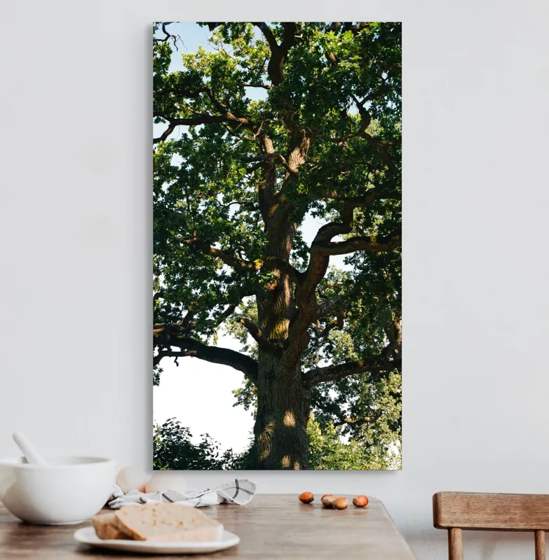 Tablou Canvas, "Stejarul bătrân în splendoarea verii", Frunze, Ramuri, Trunchi, Lumina, Umbre, Cer, Natura, Copac, Verdeturi, Vegetatie, 50 x 90 cm – poza 3