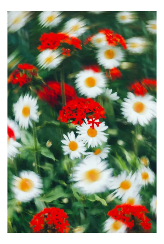 Tablou Canvas, "Dansul florilor în vântul blând", Flori, Roșii, Albe, Petale, Estompare, Viu, Contrast, Natură, Verdant, Dinamic, Colorat, Înfloresc, Peisaj, Frumusețe, Grădină, 100 x 100 cm