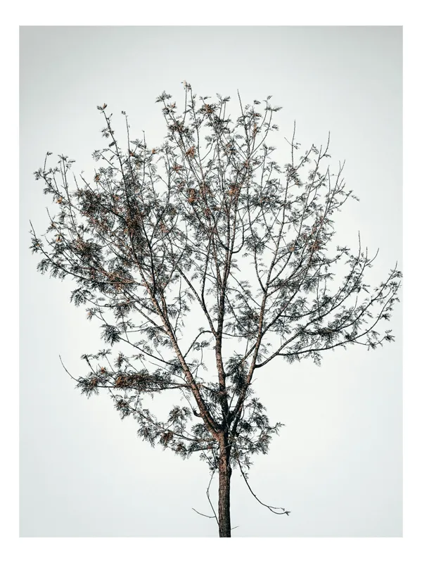 Tablou Canvas, "Pomul singuratic în iarna liniștită", Copac, Singurătate, Minimalism, Ramuri, Cer, Natură, Simplitate, Siluetă, Frunziș, Calm, Echilibru, Seninătate, Iarnă, Estetică, Solitudine, 50 x 70 cm