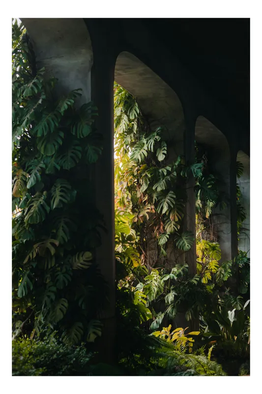 Tablou Canvas, "Refugiu verde sub arcade misterioase", Frunziș, Arcadă, Lumină, Umbre, Vegetație, Abundență, Natură, Arhitectură, Sălbatic, Verde., 50 x 70 cm