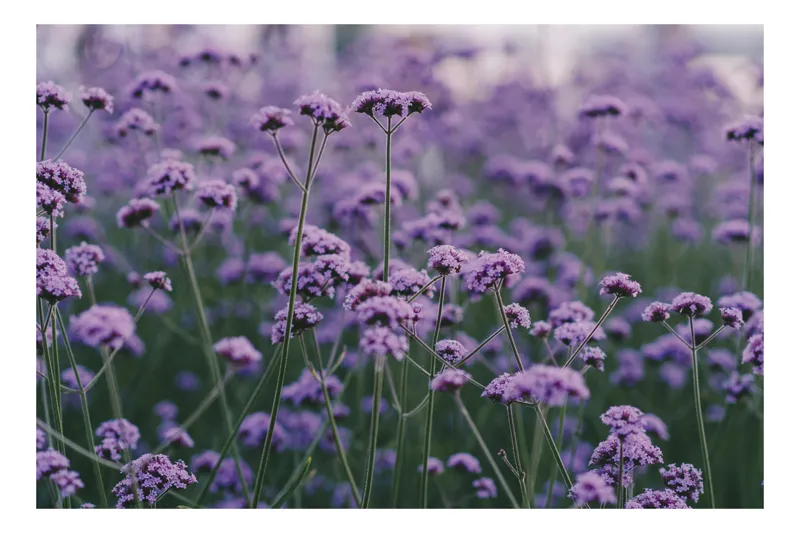 Tablou Canvas, "Livadă de flori violet în zori", Flori, Mov, Camp, Natura, Delicat, Vibrant, Calm, Frumusete, Verde, Armonie, 39 x 26 cm