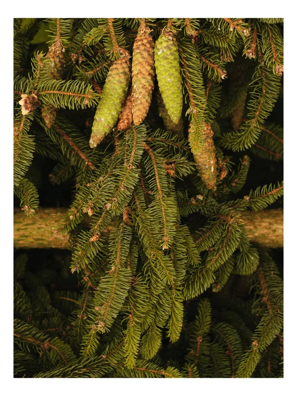 Tablou Canvas, "Brazi verzi cu conuri decorative", Ace, Brad, Verde, Conuri, Frunziș, Natural, Textură, Detaliu, Lemn, Uluitor, 39 x 54 cm