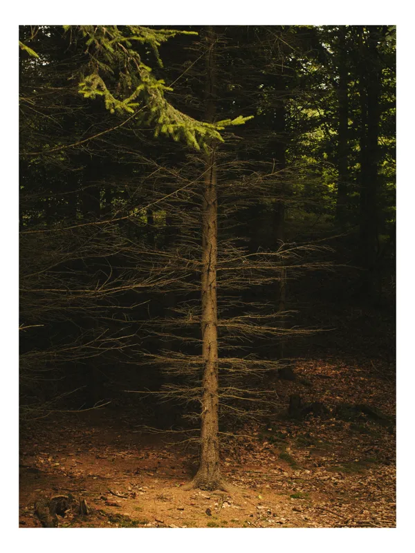 Tablou Canvas, "Copacul singuratic din pădurea întunecată", Verde, Copac, Pădure, Lumini, Frunziș, Trunchi, Natură, Umbre., 26 x 39 cm