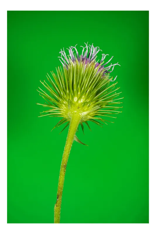 Tablou Canvas, "Florile spinoase ale naturii verzi", Spin, Verde, Florile, Teacă, Violete, Natură, Contrast, Fragilitate, Botanică, 100 x 100 cm