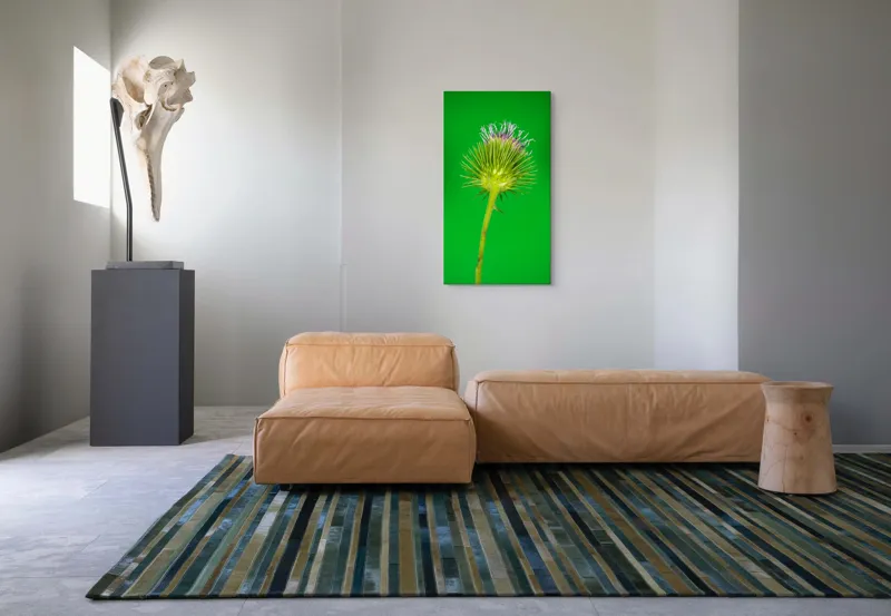 Tablou Canvas, "Florile spinoase ale naturii verzi", Spin, Verde, Florile, Teacă, Violete, Natură, Contrast, Fragilitate, Botanică, 50 x 90 cm – poza 5
