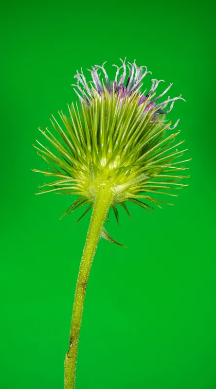 Tablou Canvas, "Florile spinoase ale naturii verzi", Spin, Verde, Florile, Teacă, Violete, Natură, Contrast, Fragilitate, Botanică, 50 x 90 cm – poza 2