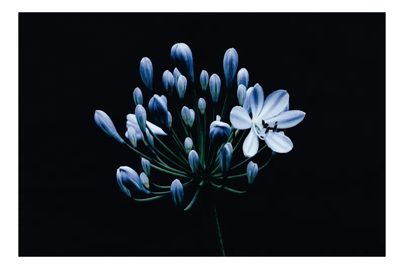 Tablou Canvas, "Floare albastră în noapte misterioasă", Floare, Albăstrui, Muguri, Tulpină, Întuneric, Delicatețe, Natură, 90 x 50 cm