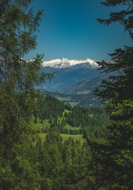 Tablou Canvas, "Priveliște montană prin pădurile verzi", Munte, Zăpadă, Brazi, Cer, Verdeață, Peisaj, Vârfuri, Pădure, Natură, Frumusețe, 70 x 100 cm – poza 2