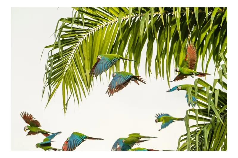 Tablou Canvas, "Paradis tropical cu papagali în zbor", Papagali, Tropic, Frunze, Zbor, Culoare, Libertate, Cer, Natură, Exotic, Vibrant, 100 x 100 cm