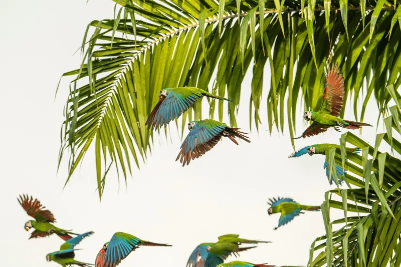 Tablou Canvas, "Paradis tropical cu papagali în zbor", Papagali, Tropic, Frunze, Zbor, Culoare, Libertate, Cer, Natură, Exotic, Vibrant, 39 x 26 cm – poza 2