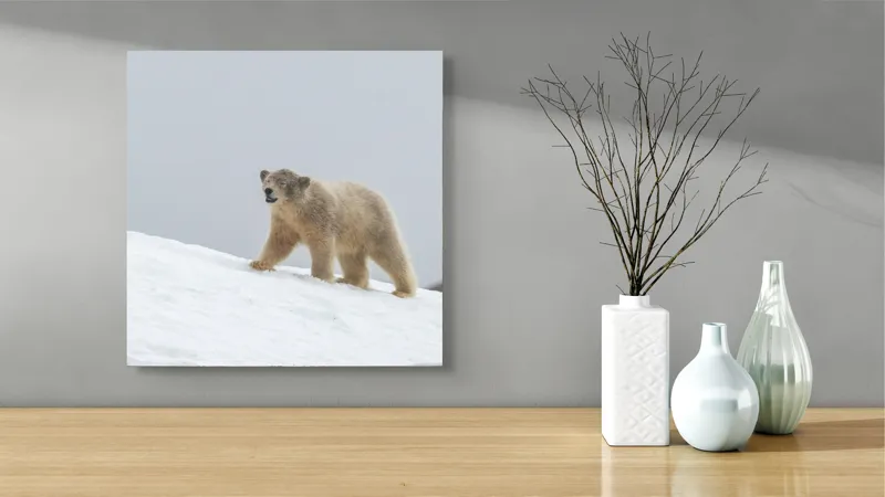 Tablou Canvas, "Urs polar traversând zăpada liniștit", Urs, Polar, Zăpadă, Teren, Rece, Pășind, Natura, Arcticului, 50 x 50 cm – poza 3