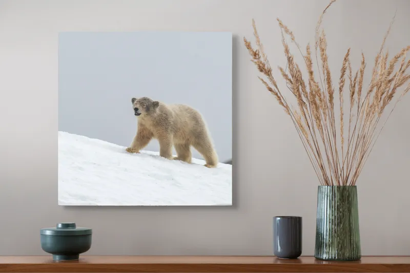 Tablou Canvas, "Urs polar traversând zăpada liniștit", Urs, Polar, Zăpadă, Teren, Rece, Pășind, Natura, Arcticului, 50 x 50 cm – poza 4