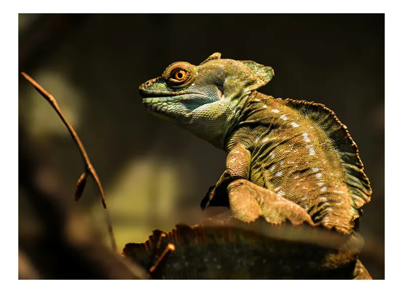 Tablou Canvas, "Balaurul singuratic în pădurile tropicale", Tranquil, Majestic, Reptile, Camouflage, Sunlit, Perched, Observant, 50 x 50 cm