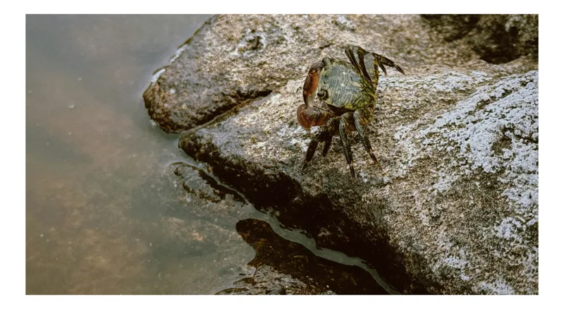 Tablou Canvas, "Crabul aventurier pe stânca umedă", Crab, Rock, Water, Nature, Texture, Claw, Wild, Habitat, Surface, Rough, 39 x 26 cm