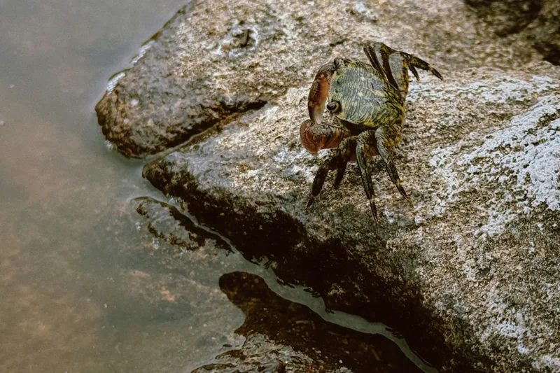 Tablou Canvas, "Crabul aventurier pe stânca umedă", Crab, Rock, Water, Nature, Texture, Claw, Wild, Habitat, Surface, Rough, 150 x 100 cm – poza 2