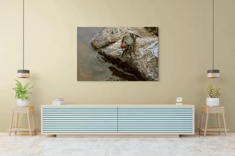 Tablou Canvas, "Crabul aventurier pe stânca umedă", Crab, Rock, Water, Nature, Texture, Claw, Wild, Habitat, Surface, Rough, 150 x 100 cm – poza 6
