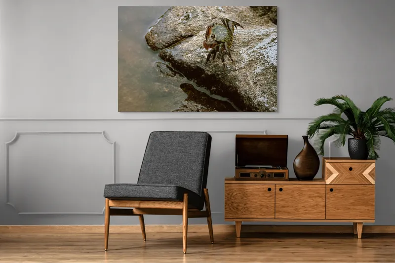 Tablou Canvas, "Crabul aventurier pe stânca umedă", Crab, Rock, Water, Nature, Texture, Claw, Wild, Habitat, Surface, Rough, 150 x 100 cm – poza 8