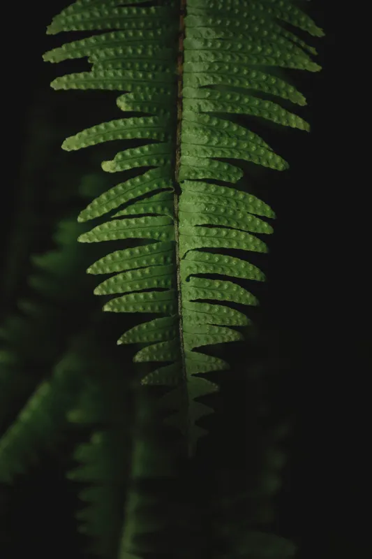 Tablou Canvas, "Frunza de ferigă în umbră verde", Frunză, Verde, Fern, Natură, Umbre, Textură, Detaliu, Frunziș, Închidere, Vegetație, 26 x 39 cm – poza 2
