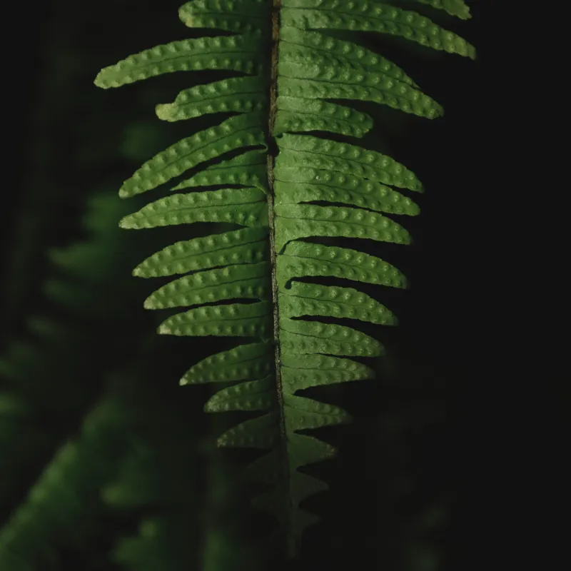 Tablou Canvas, "Frunza de ferigă în umbră verde", Frunză, Verde, Fern, Natură, Umbre, Textură, Detaliu, Frunziș, Închidere, Vegetație, 50 x 50 cm – poza 2