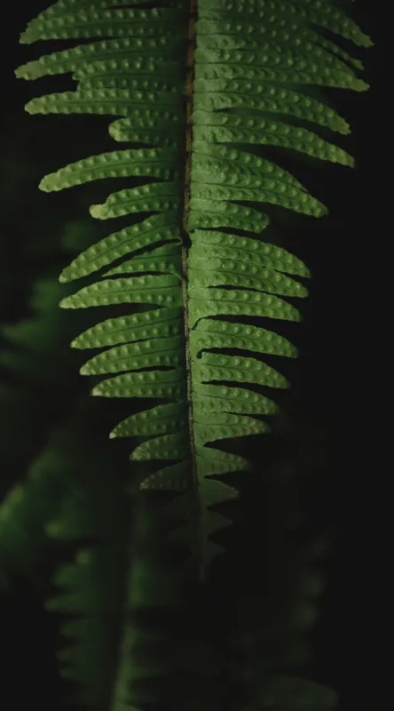Tablou Canvas, "Frunza de ferigă în umbră verde", Frunză, Verde, Fern, Natură, Umbre, Textură, Detaliu, Frunziș, Închidere, Vegetație, 50 x 90 cm – poza 2