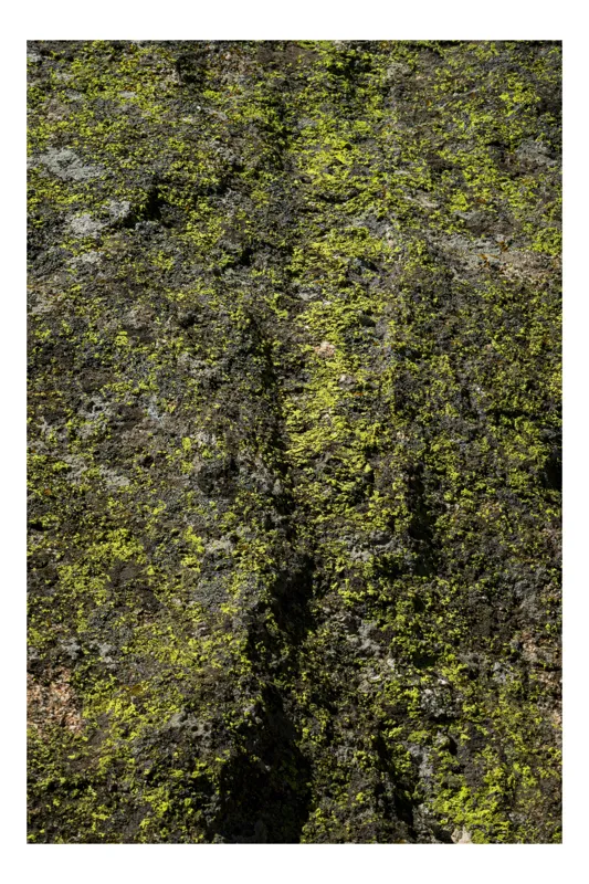Tablou Canvas, "Verdelui vegetației de pe piatră", Verde, Textură, Muschi, Natură, Rugozitate, Organism, Culoare., 26 x 39 cm