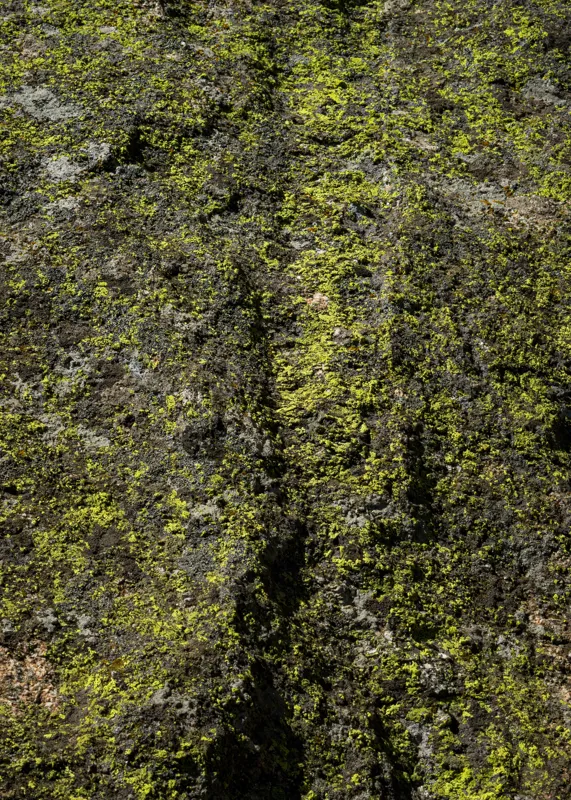 Tablou Canvas, "Verdelui vegetației de pe piatră", Verde, Textură, Muschi, Natură, Rugozitate, Organism, Culoare., 50 x 70 cm – poza 2