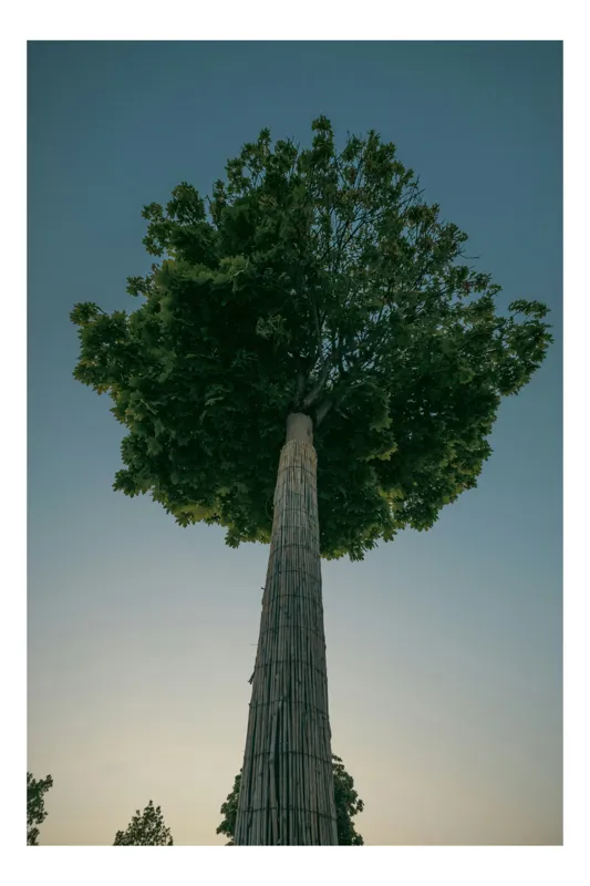 Tablou Canvas, "Arborele către tărâmul cerului albastru", Arbore, Cer, Frunziș, Amurg, Înălțime, Natură, Timp, Siluetă, 50 x 90 cm