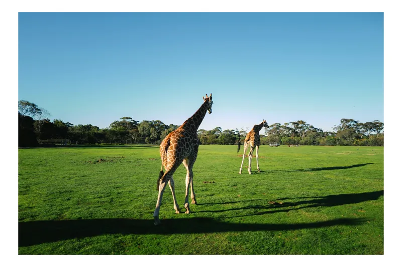 Tablou Canvas, "Girafe la apus pe savană africană", Girafe, Savana, Verde, Cer, Arbori, Umbre, Peisaj, Zi, Lumina, Natura, 39 x 26 cm