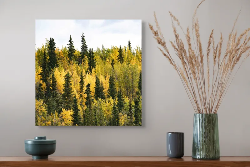 Tablou Canvas, "Padurea in straie de toamna", Pădure, Toamnă, Culori, Verde, Galben, Arbori, Cer, Natură, Frunziș, Peisaj, 50 x 50 cm – poza 4