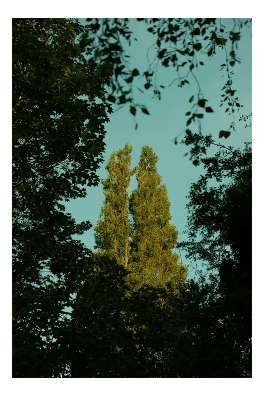 Tablou Canvas, "Frunziș în lumină caldă de seară", Copaci, Înălțime, Frunziș, Cer, Verde, Siluetă, Vedere, Natură, Răgaz, Lumină, Tufișuri., 100 x 100 cm