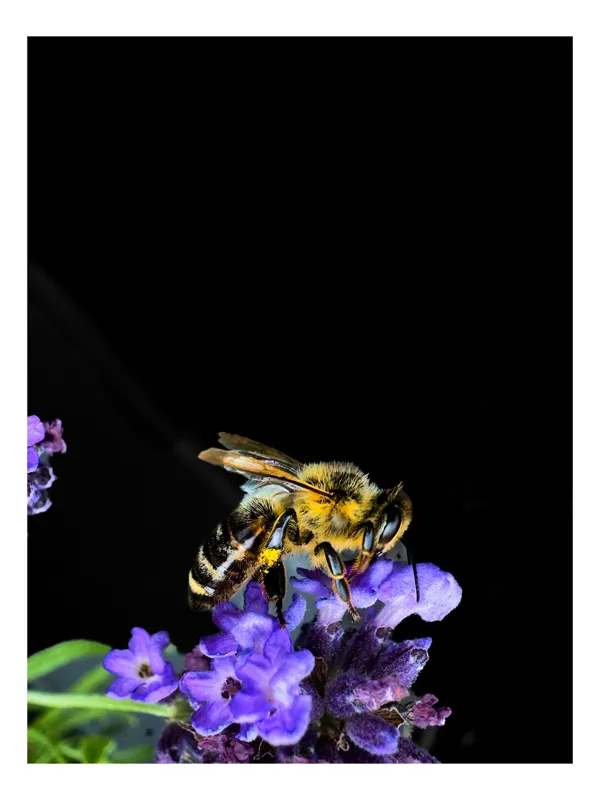 Tablou Canvas, "Albine și flori în noapte senină", Albină, Flori, Violet, Natură, Macro, Detaliu, Contrast, Nectar, Înflorire, Frumusețe, 50 x 90 cm