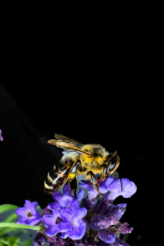 Tablou Canvas, "Albine și flori în noapte senină", Albină, Flori, Violet, Natură, Macro, Detaliu, Contrast, Nectar, Înflorire, Frumusețe, 26 x 39 cm – poza 2