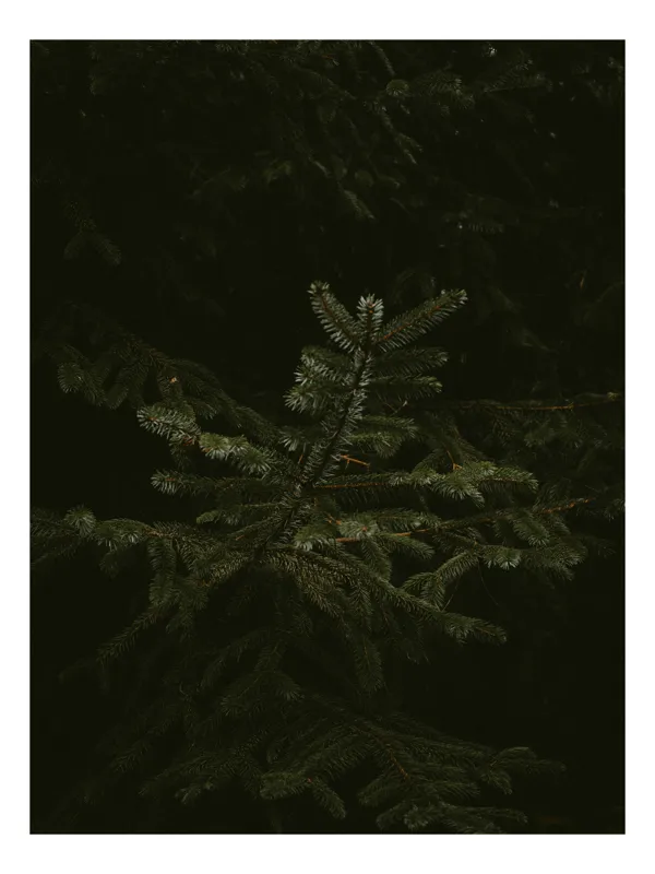 Tablou Canvas, "Frumusețea ascunsă a naturii misterioase", Branșe, Verde, Umbră, Mister, Natură, Calm, Noapte, Frunze, Întunecat, Textură, 39 x 54 cm