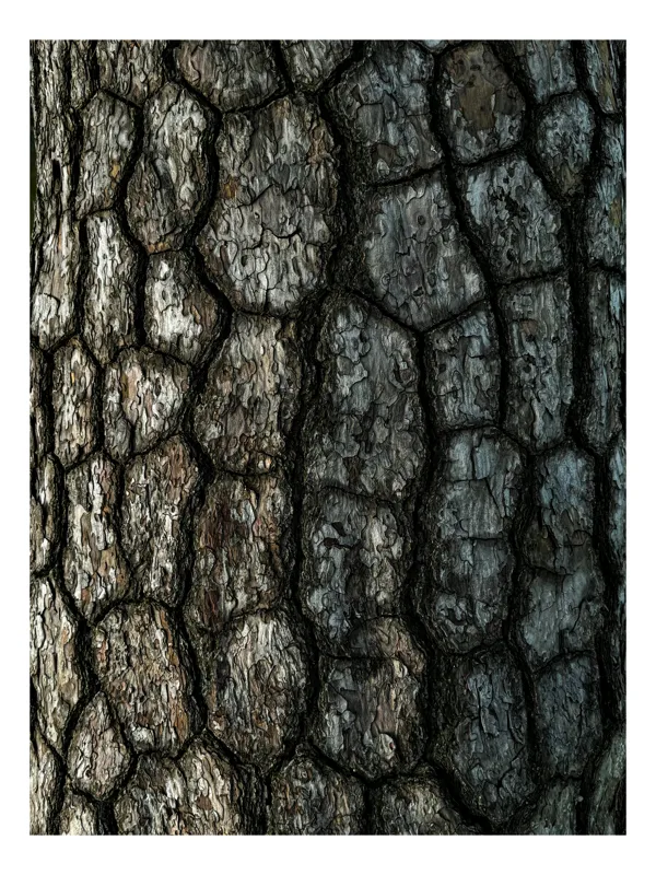 Tablou Canvas, "Textura fascinantă a scoarței unui copac", Textură, Scoarță, Arbori, Model, Natural, Rustic, Organic, Vintage, 70 x 100 cm