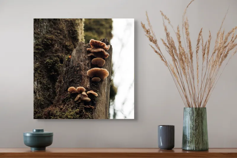 Tablou Canvas, "Ciuperci crescând pe trunchiul copacului", Ciuperci, Trunchi, Mușchi, Natură, Pădure, Textură, Organic, Lemn, Creștere, Sălbatic., 50 x 50 cm – poza 4