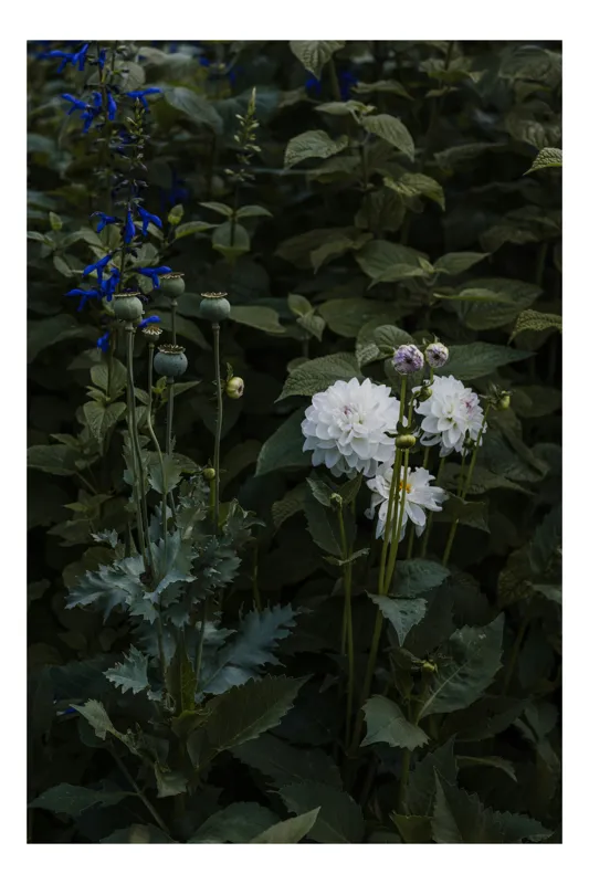 Tablou Canvas, "Flori albe în grădină întunecată", Flori, Verdeață, Mister, Natură, Amurg, Contrast, Delicatețe, Grădină, Liniște, Umbră, 100 x 100 cm