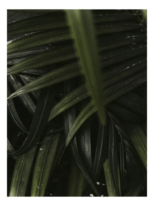 Tablou Canvas, "Frunzele întunecate ale junglei șoptitoare", Frunze, Verde, Întunecat, Textură, Densitate, Vegetație, Natură, Umbre, Linie, Tropic, 100 x 150 cm